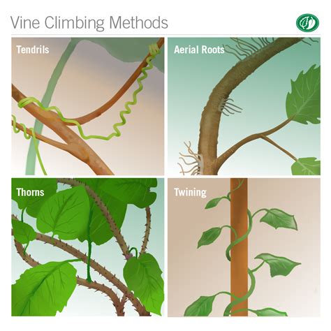 wsh log in the vine.